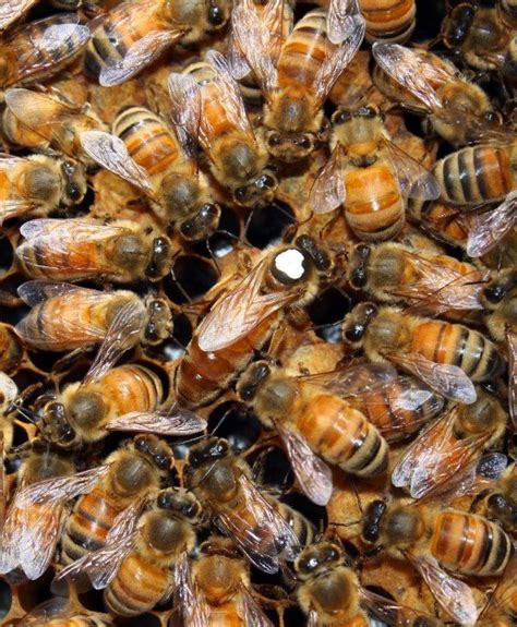 live bees for sale with queen